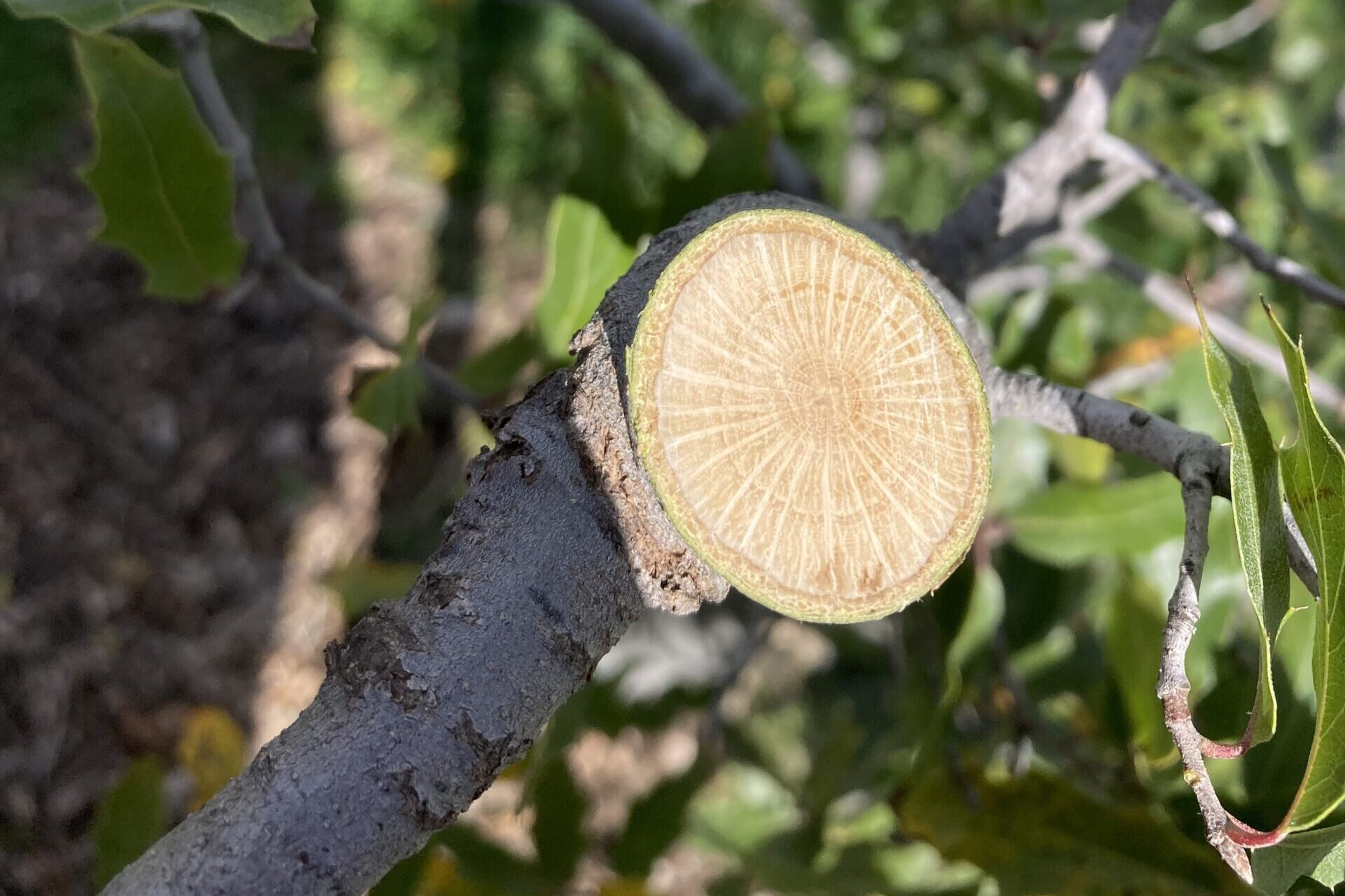 Closeup of a pruned tree branch.