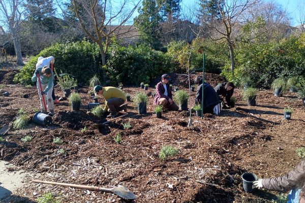 Volunteers planting in the URC Grove.