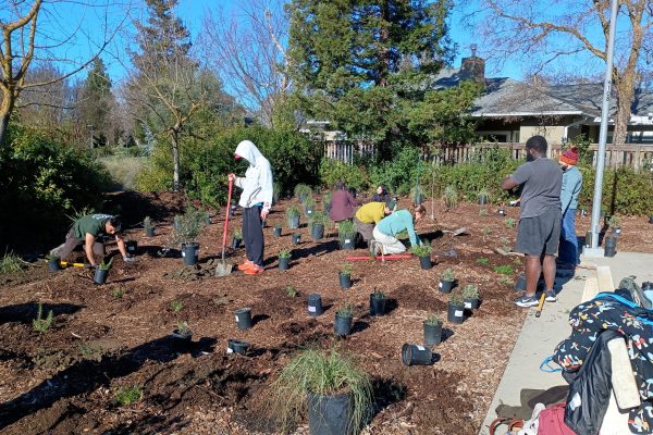 Volunteers planting in the URC Grove.