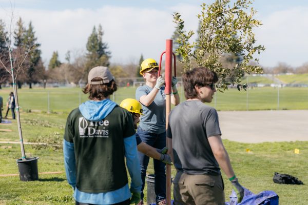 Volunteers install wood stake support at a newly planted tree.