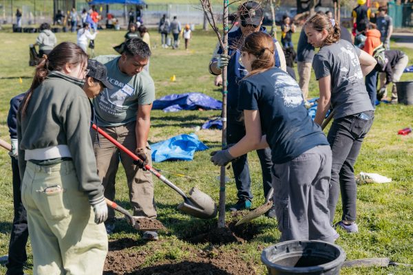 Volunteers place soil around newly planted tree.