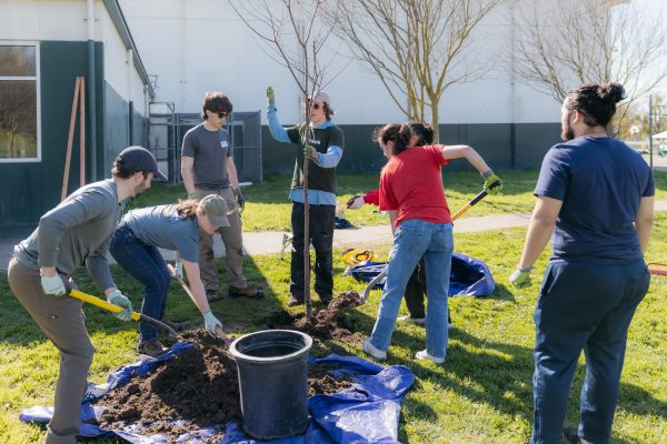 Volunteers backfill soil around newly planted tree.