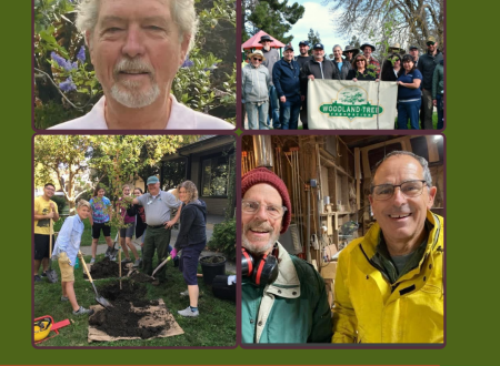 Woodland Tree Foundation Award profile