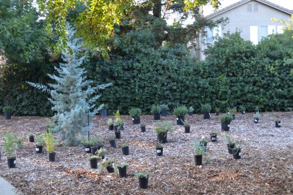 Plants laid out in the Cervinka Grove.
