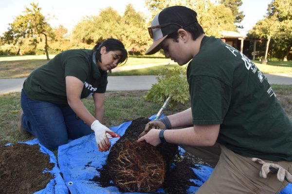 Staff loosen the root ball of a tree.