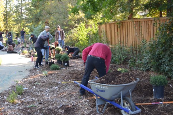 Volunteer spreading mulch.