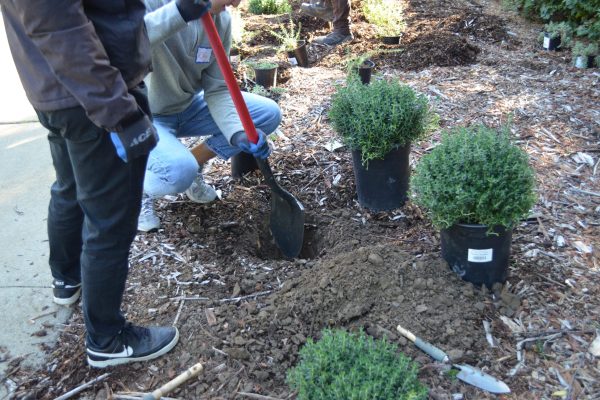 A volunteer digs a hole with plants in the foreground.
