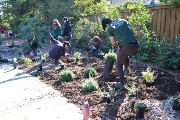 A volunteer digs a hole.