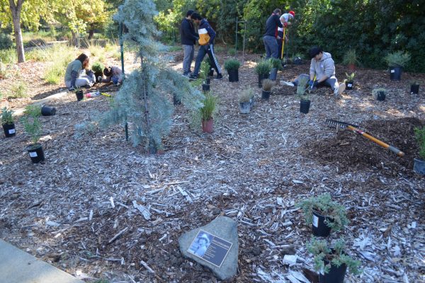 Plants laid out in the Livers Grove while volunteers plant.