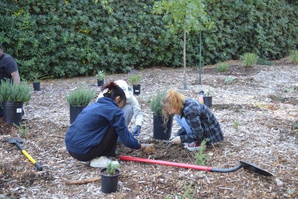 Volunteers planting in the Cervinka Grove.
