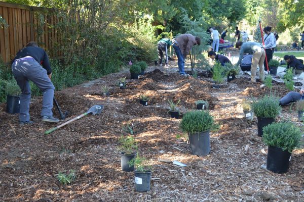 Volunteers planting in the Livers Grove.