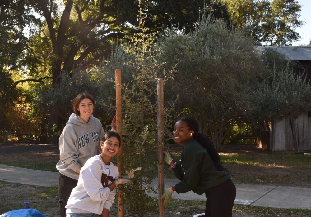 Three volunteers pose with a newly planted tree.