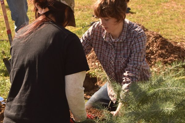 Volunteers loosen the root ball on a Deodar Cedar.