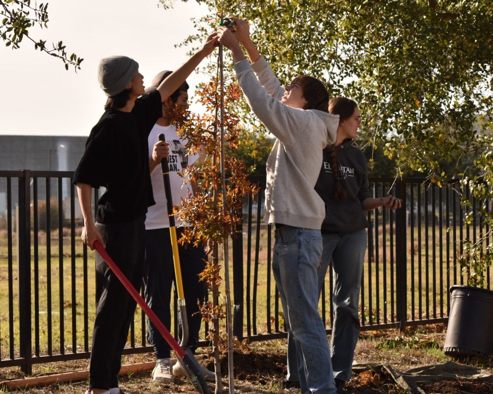 Volunteers remove nursery tags from newly planted tree.