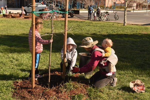 Volunteers weed and mulch newly planted tree.