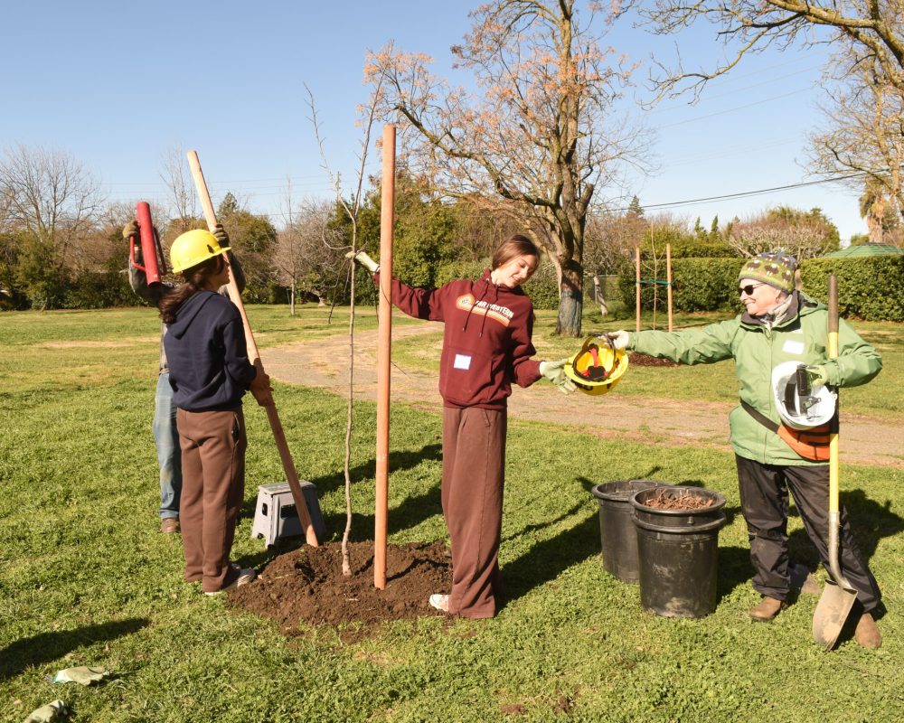 Volunteers prepare to install stake supports around a newly planted tree.