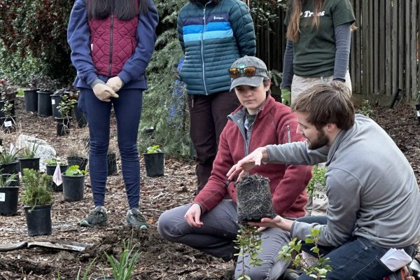 Staff demonstrating how to prepare a plant for installation.