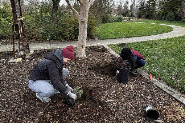 Two volunteers taking plants out of pots.