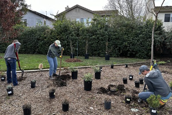 Volunteers planting in the Elizabeths Grove