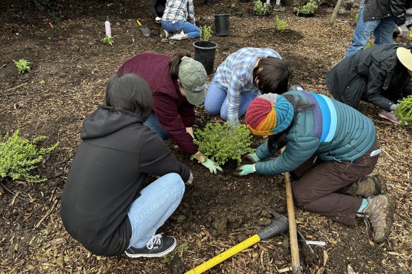 Volunteers planting in the Elizabeths Grove.