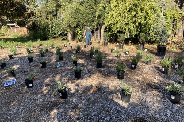 A board member sets out plants in the Wolk Grove.