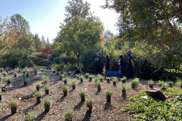 Plants laid out to be installed in the Wolk Grove.