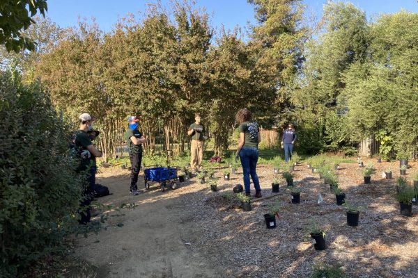 Several volunteers stand in the Wolk Grove preparing to plant.