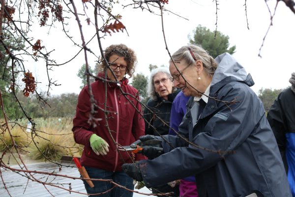 Volunteers learn how to make tree pruning cuts.