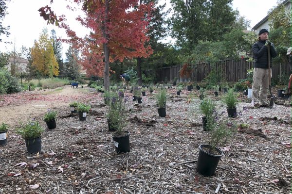 Plants laid out in the Dogs and Philosopher Grove.