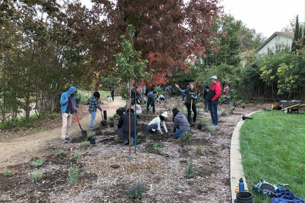 Volunteers begin planting in the Dogs and Philosophers Grove.