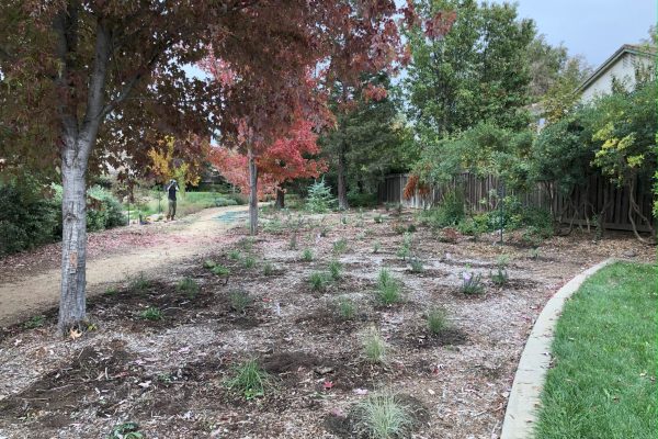 A finished planting in the Dogs and Philosophers Grove.