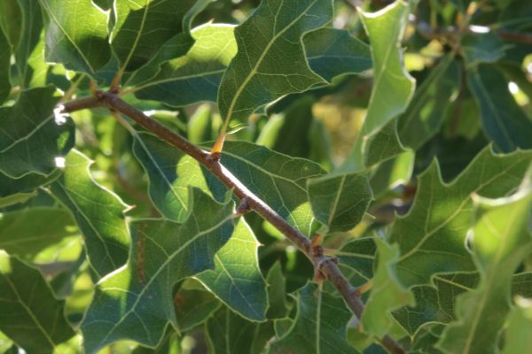 Oak leaves.