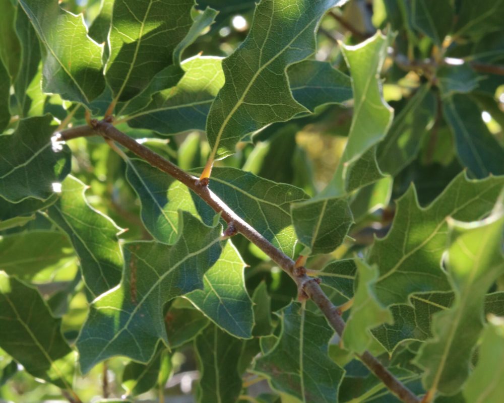 Oak leaves.