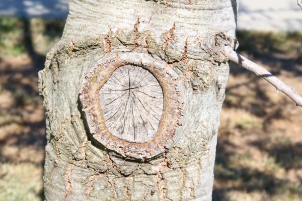 Cut on a tree.