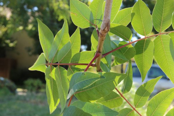 Pistache leaves.