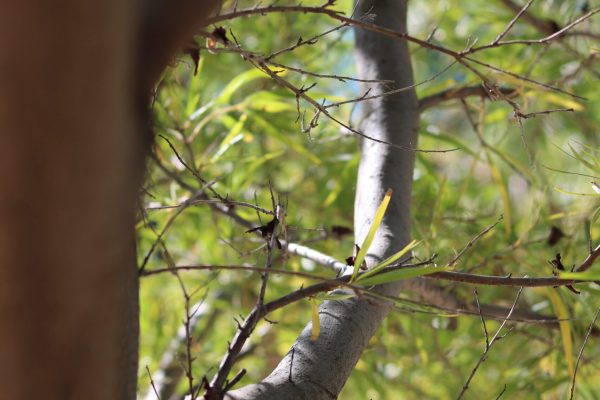 Desert Willow branch.