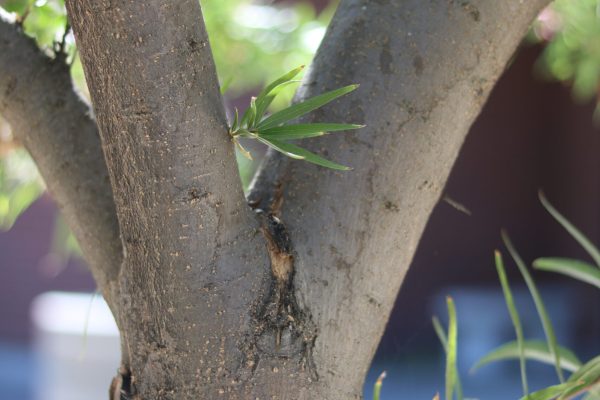 Desert Willow bark.
