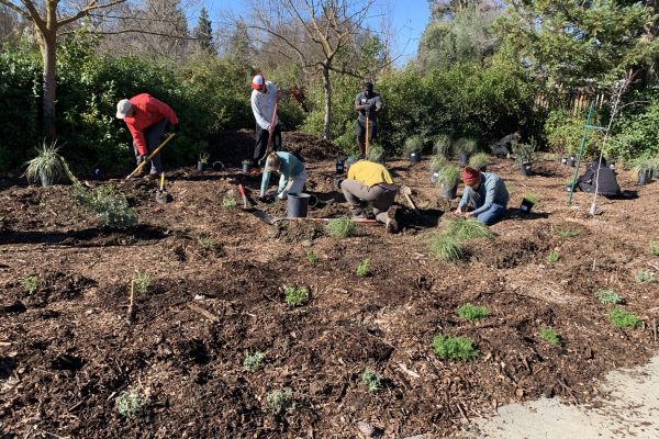 Volunteers planting in the URC Grove.