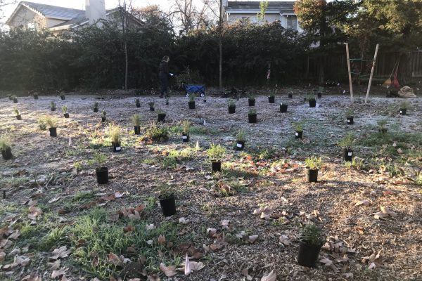 Plants laid out in the Generations Grove.