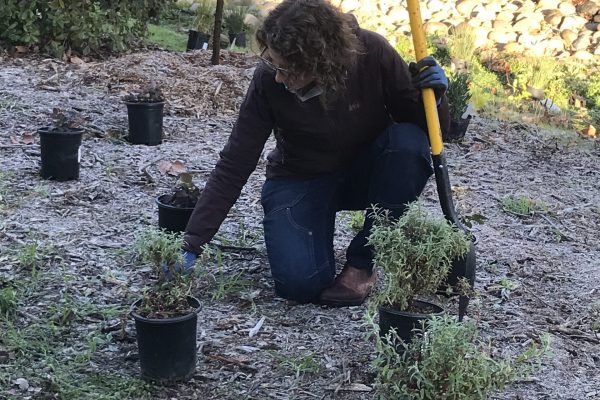 A board member sets out plants in the Generations Grove.
