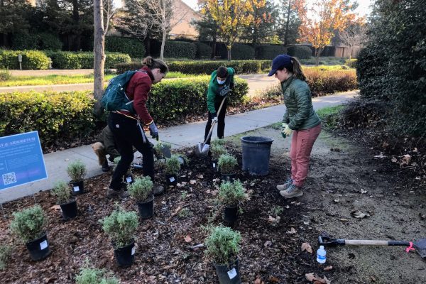 Several volunteers dig a hole to plant a plant.