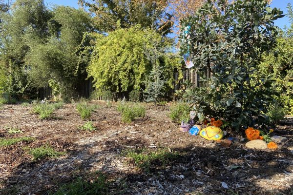 Recently planted under-story plants and a tree in the Wolk Grove.