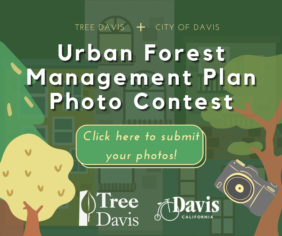 Tree Davis + City of Davis (2)