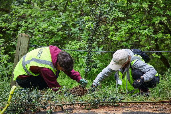 two people spreading mulch at the base of a tree